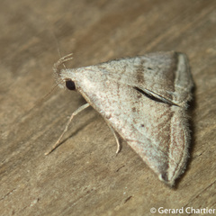 Lysimelia neleusalis