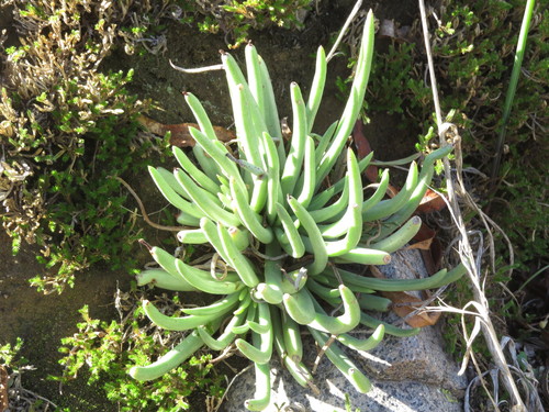 Dudleya edulis