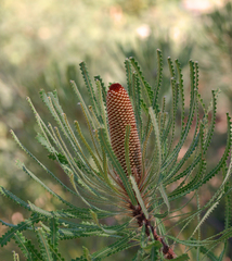 Banksia hookeriana