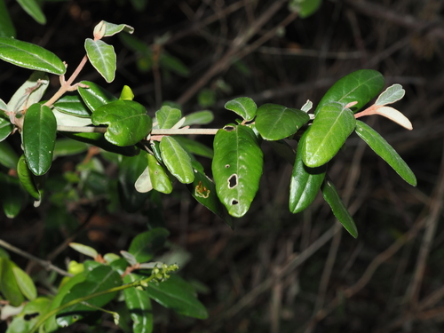 Deep Creek Correa (Correa eburnea)