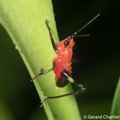 Conocephalus melaenus