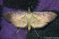 Bacotoma
