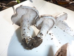 Tricholoma terreum