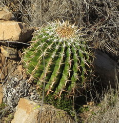 Ferocactus viridescens