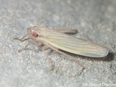 Cofana spectra
