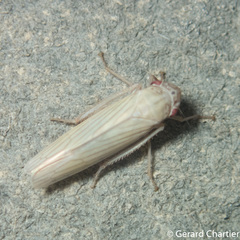 Cofana spectra