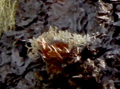 Pseudevernia