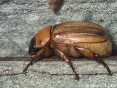 Anomala pallida