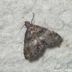 Paracataclysta fuscalis