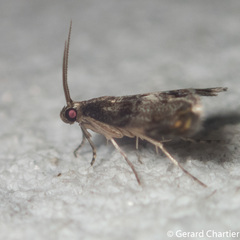 Paracataclysta fuscalis