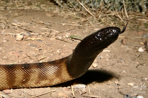 Black-headed Python sighting