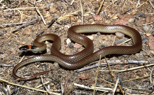 Red-naped Snake sighting