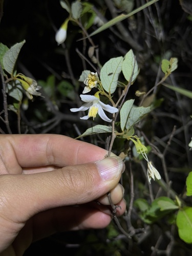 Styrax limprichtii