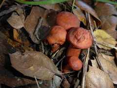 Lactarius rufulus
