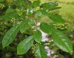 Antidesma acidum