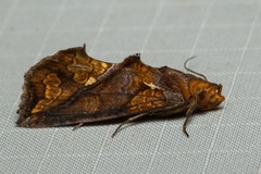 Plusiodonta coelonota
