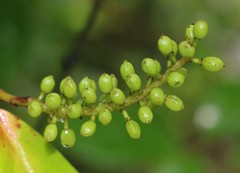 Antidesma acidum
