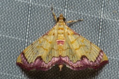 Portentomorphini