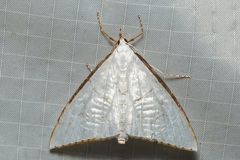Ramila angustifimbrialis