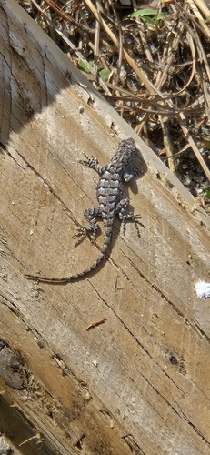 Eastern Fence Lizard