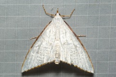 Ramila angustifimbrialis