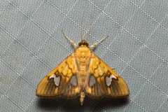 Nosophora