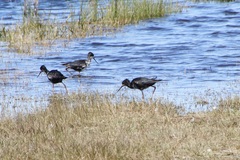 Himantopus novaezelandiae