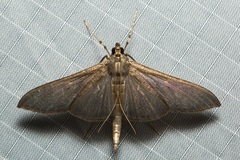 Coptobasis