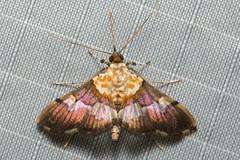 Aetholix flavibasalis