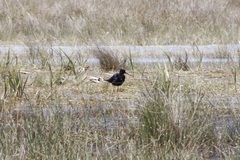 Himantopus novaezelandiae