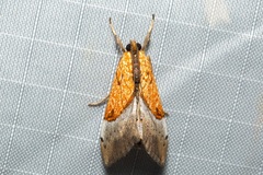 Sagariphora magnificalis