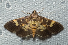 Uresiphita quinquigera