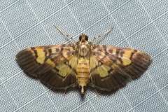 Ategumia