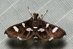 Bocchoris trimaculalis