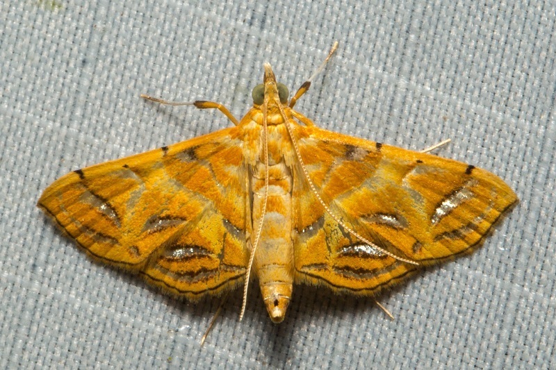 Daulia