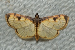Goniorhynchus
