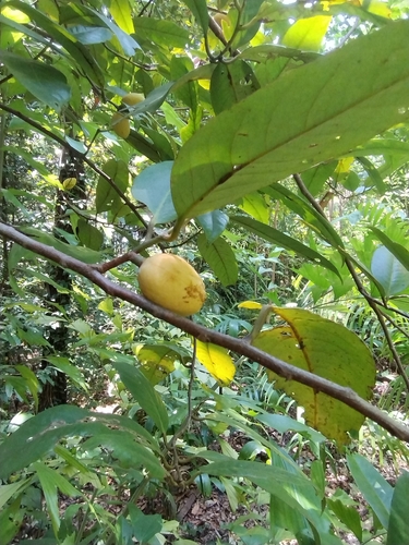 Myristica insipida observed 2025-10-25