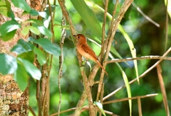 Casiornis rufus