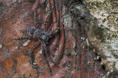 Philodromus emarginatus