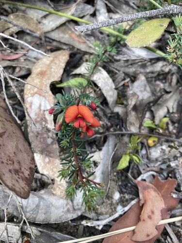 Gompholobium uncinatum observed 2025-10-25
