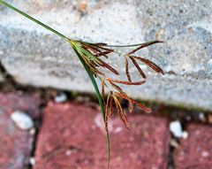 Cyperus longus