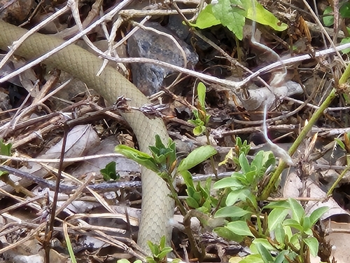 Yellow-faced Whipsnake sighting