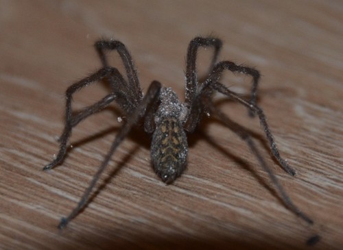 Giant house spider
