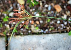 Cyperus longus