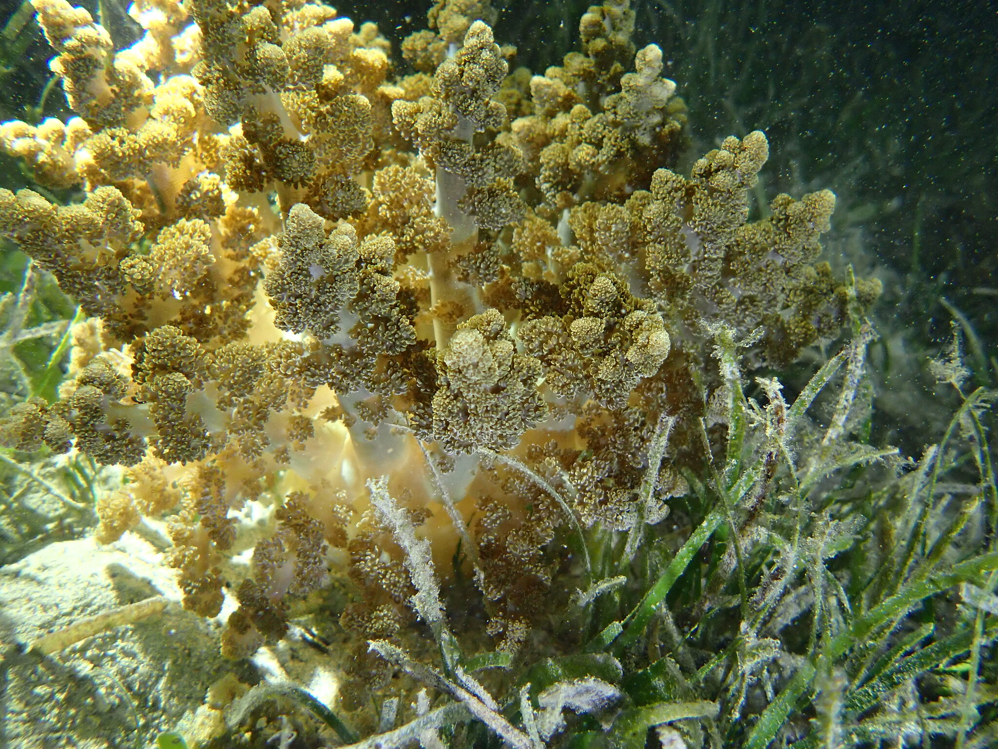 Actinodendron arboreum (Quoy & Gaimard, 1833)