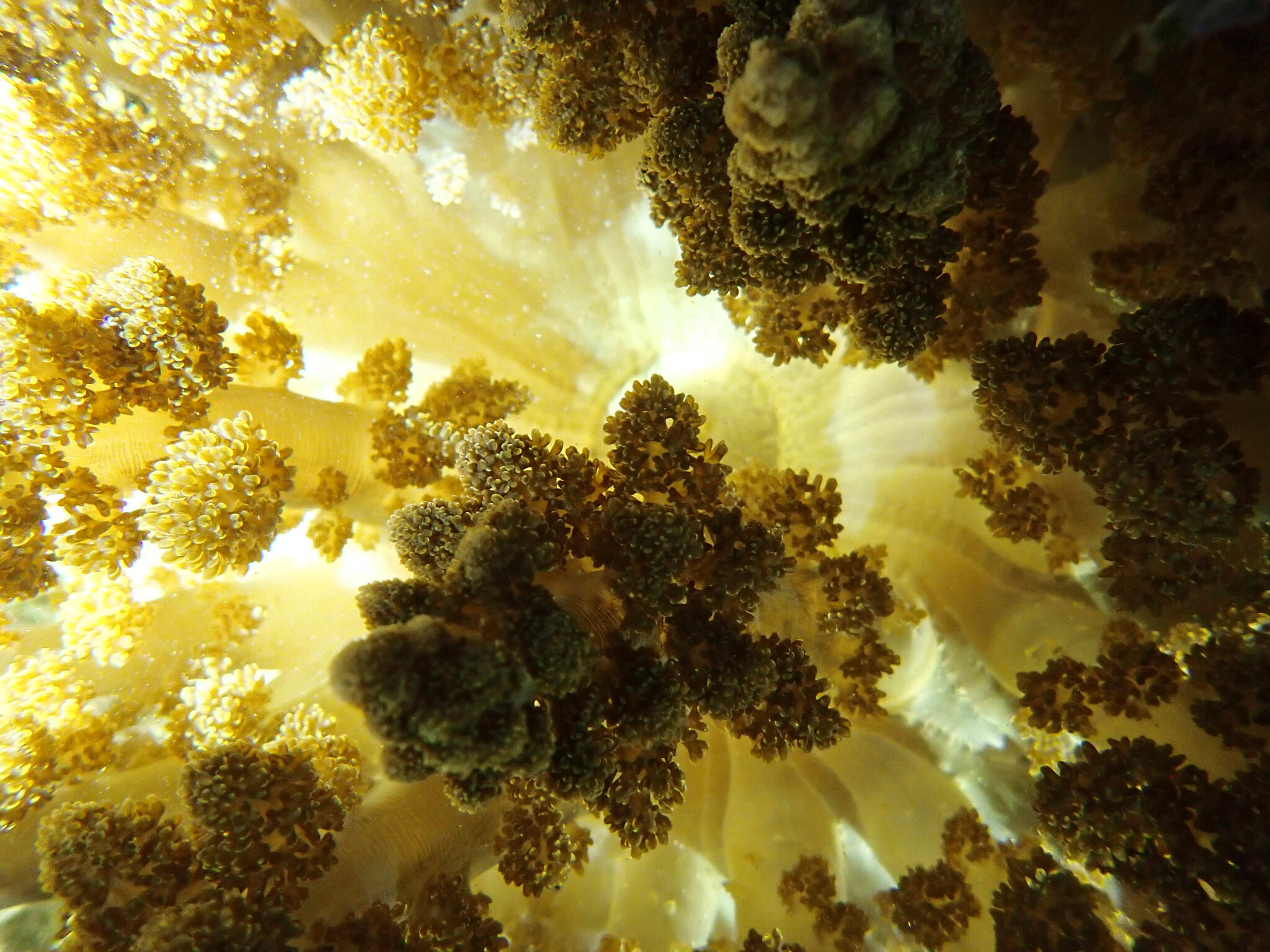 Actinodendron arboreum (Quoy & Gaimard, 1833)