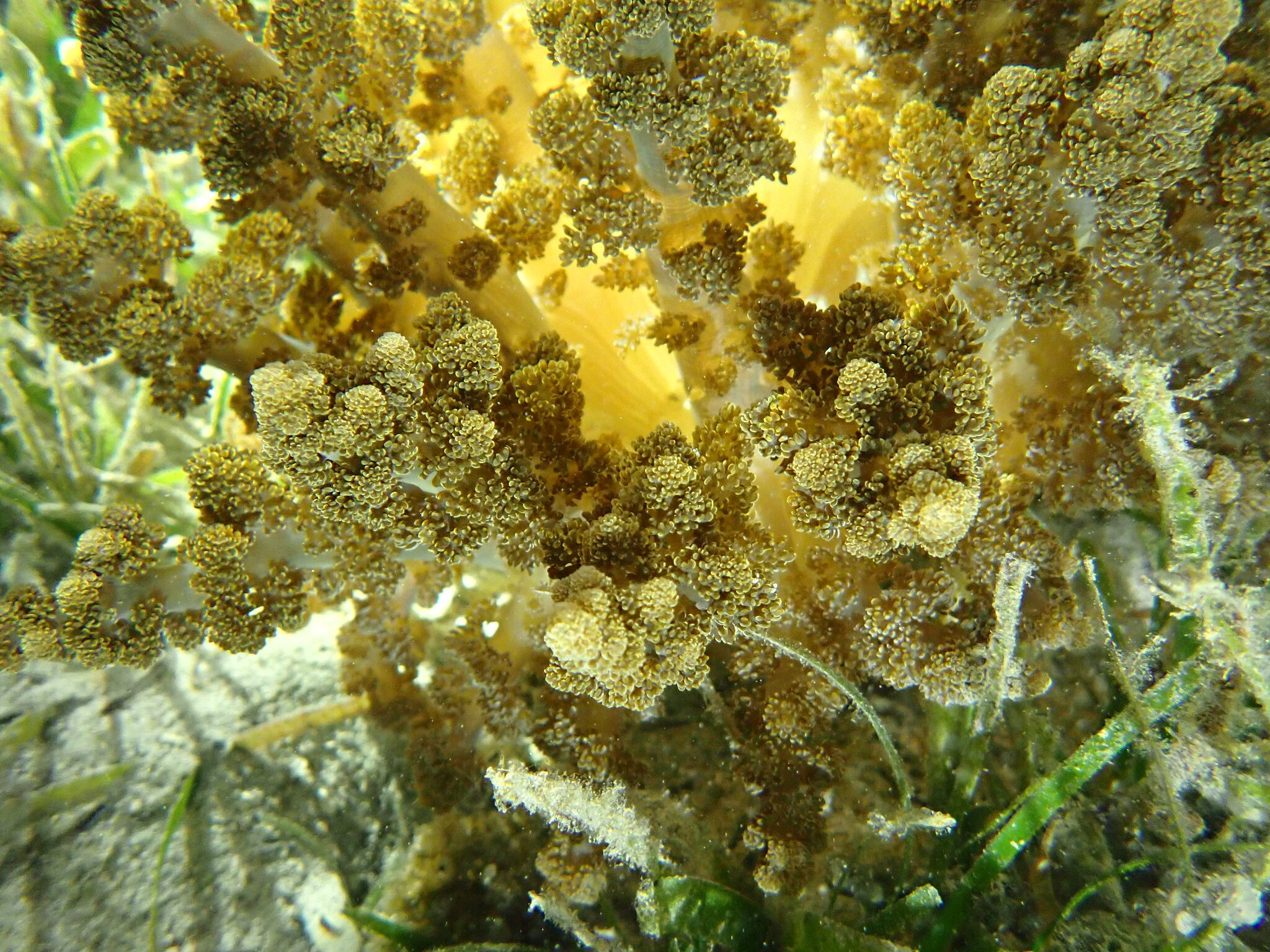 Actinodendron arboreum (Quoy & Gaimard, 1833)