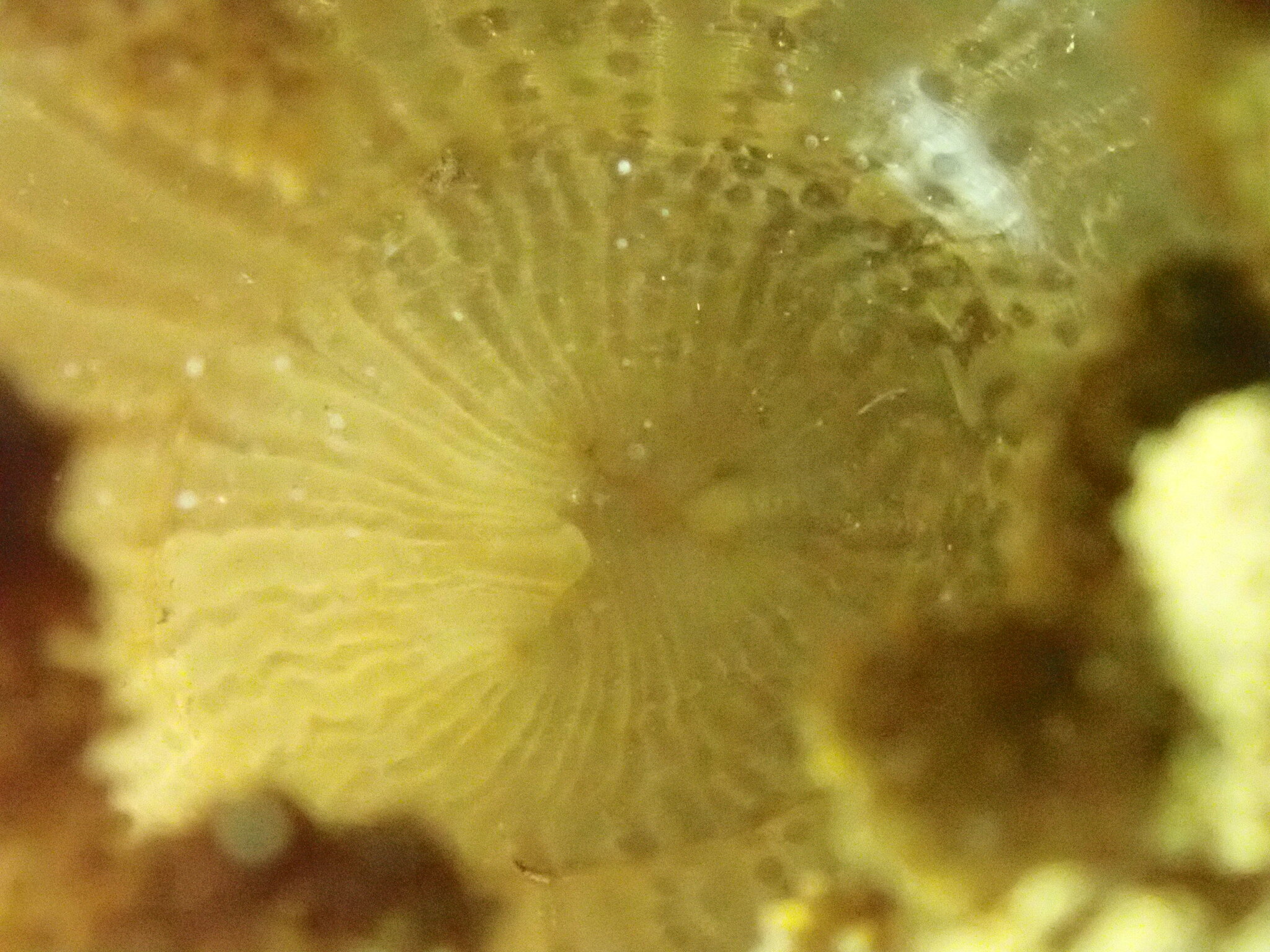 Actinodendron arboreum (Quoy & Gaimard, 1833)
