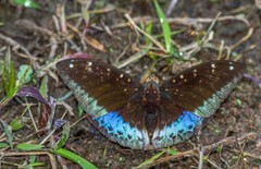 Lexias pardalis dirteana