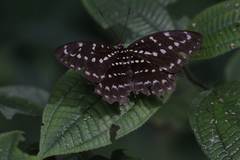 Lexias pardalis dirteana